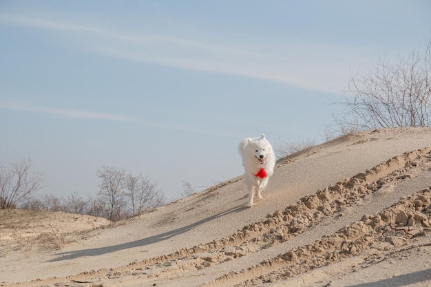 Un cane che corre nella sabbia