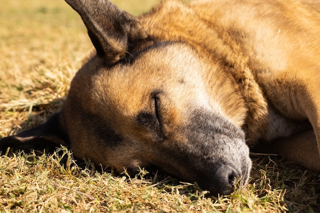 Un cane che dorme sull'erba