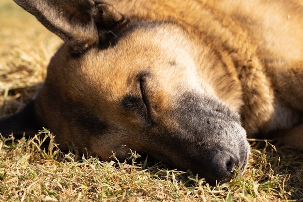 Un cane che dorme sull'erba