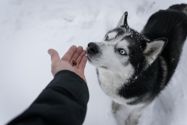 Un cane che è fuori nella neve