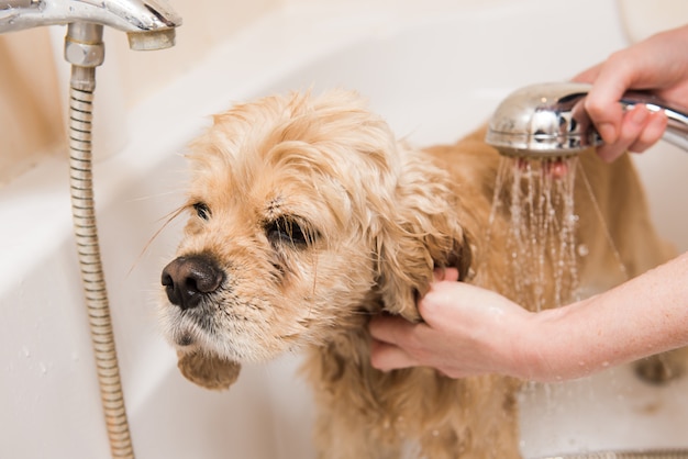 Un cane che fa la doccia