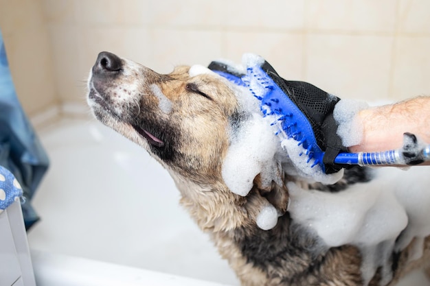 Un cane che fa una doccia con acqua e sapone