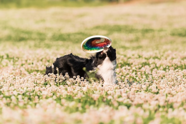 Un cane che gioca con un frisbee in un campo di fiori.