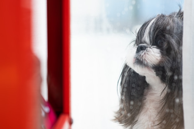 Un cane che guarda la pioggia dalla finestra