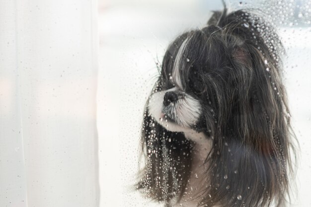Un cane che guarda la pioggia dalla finestra