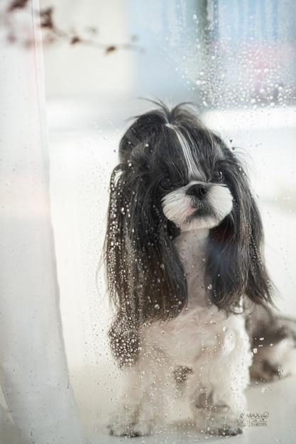 Un cane che guarda la pioggia dalla finestra