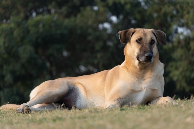 Un cane che guarda la telecamera seduto nel parco