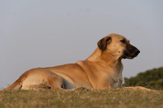 Un cane che guarda qualcosa di cane nel parco immagine