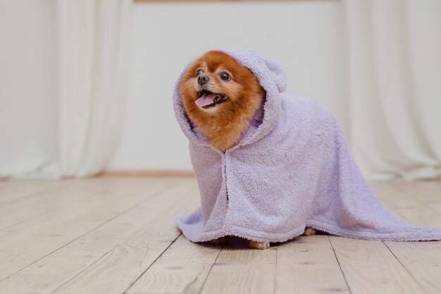 Un cane che indossa un asciugamano viola è in piedi su un pavimento di legno.