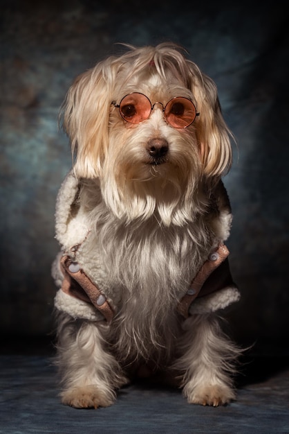 Un cane che indossa un cappotto e occhiali si siede davanti a uno sfondo scuro.