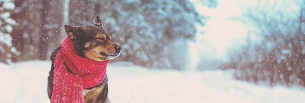 Un cane che indossa una sciarpa si siede vicino a una foresta invernale di pini Banner orizzontale