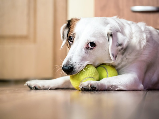 Un cane che morde una pallina da tennis sul pavimento
