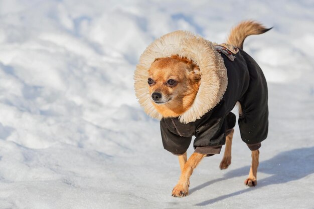 Un cane Chihuahua con una giacca da inverno cammina nella neve