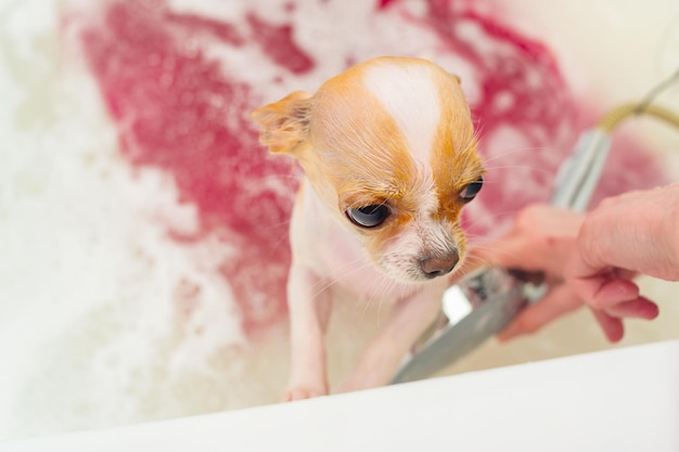 Un cane chihuahua fa il bagno con la schiuma Pure ha comprato il cane