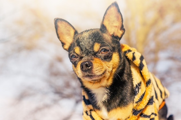 Un cane Chihuahua indossa una tuta con cappuccio color tigre. L'anno della tigre, capodanno e natale.