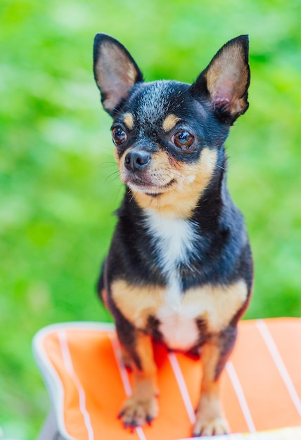 Un cane chihuahua nero focato in piedi all'aperto e fissando il fuoco sulla faccia del cane. Cane