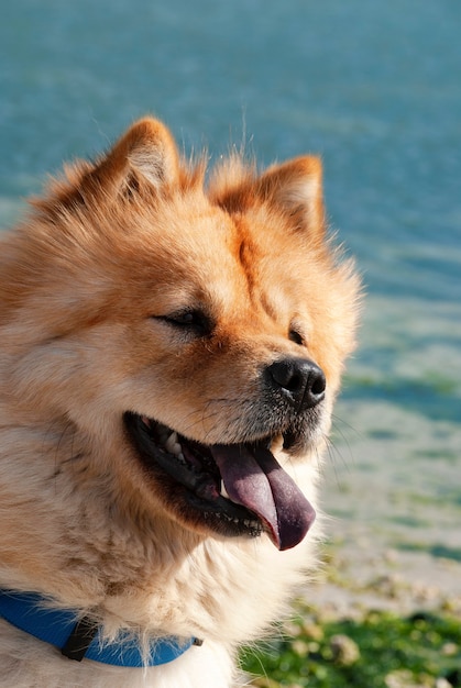 Un cane chow-chow con la lingua sporgente guarda di lato.