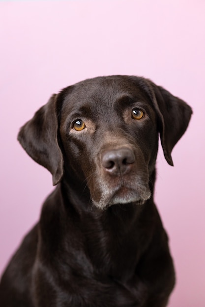 Un cane color cioccolato labrador retriever guarda nella telecamera su uno sfondo rosa