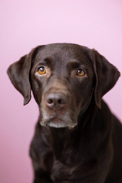 Un cane color cioccolato labrador retriever guarda nella telecamera su uno sfondo rosa