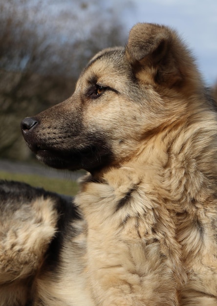 Un cane con baffi neri e naso nero