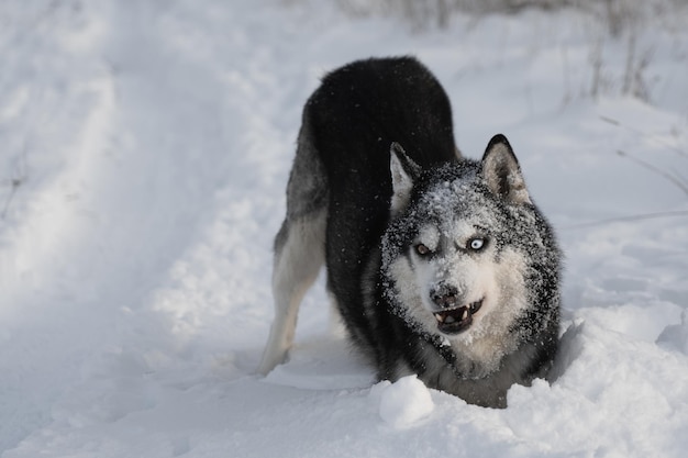 Un cane con gli occhi azzurri si trova nella neve.