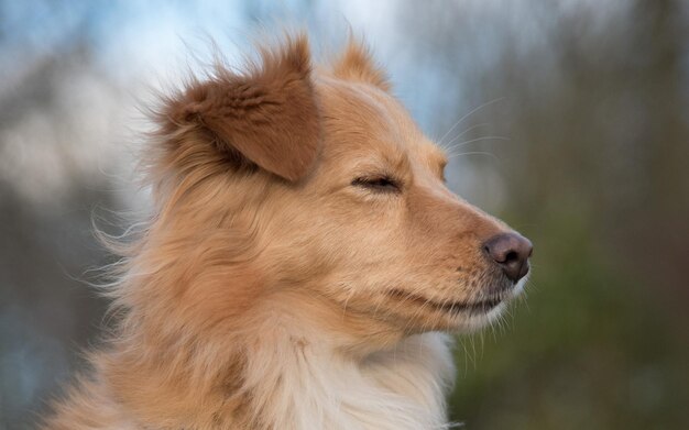 un cane con gli occhi chiusi e i suoi occhi chiusi