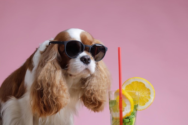 Un cane con gli occhiali da sole beve un cocktail rinfrescante estivo su uno sfondo rosa pulito