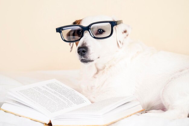 Un cane con gli occhiali giace con un libro.