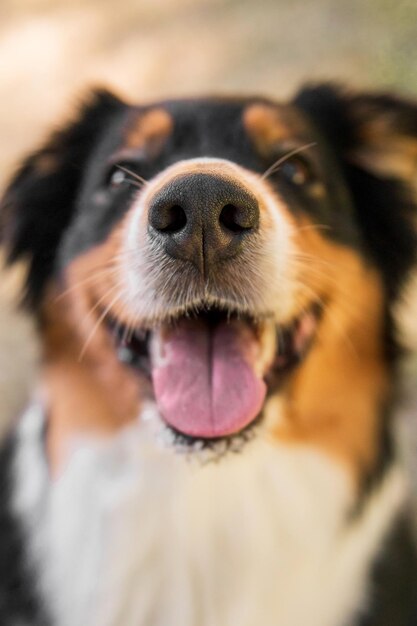 Un cane con il naso rosa e un naso con sopra la scritta "cane".