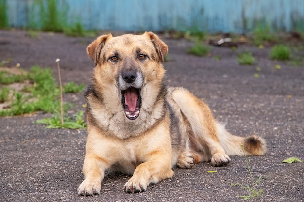 Un cane con la bocca aperta giace sull'asfalto