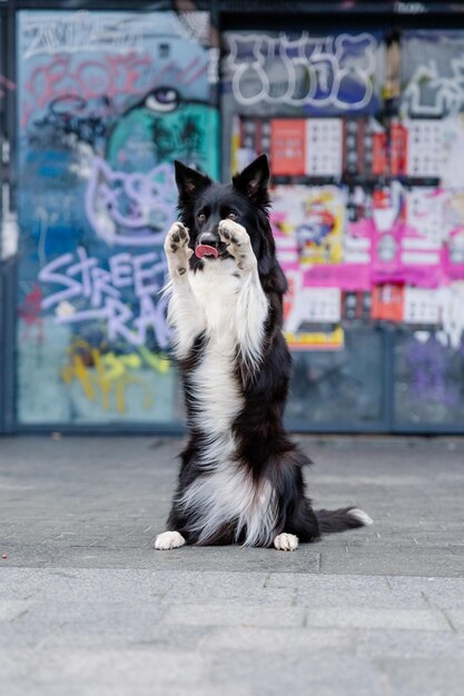 Un cane con le zampe alzate davanti a un muro con dei graffiti.