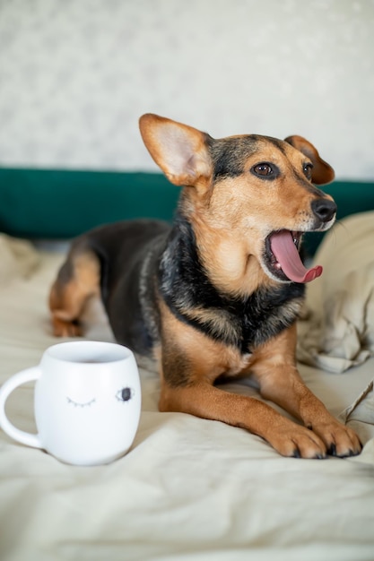 Un cane con un boccale con su scritto "sbadiglio".