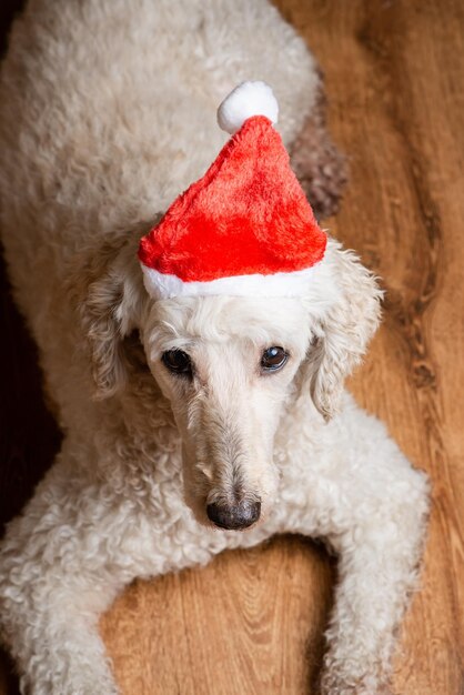 Un cane con un cappello di Capodanno guarda la telecamera Grande barboncino reale Nuovo anno e il cane