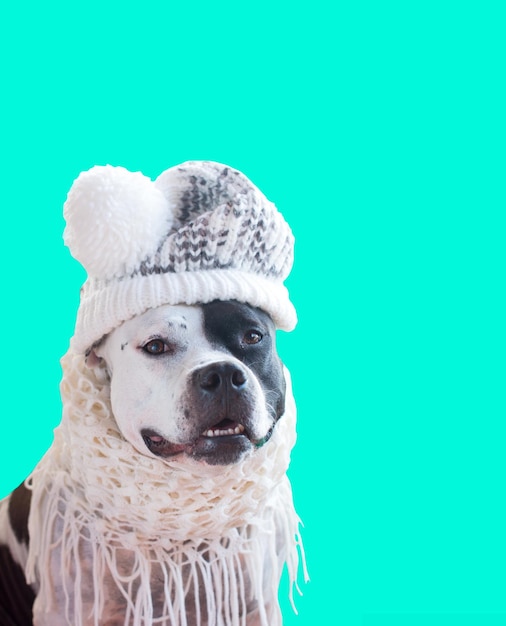 Un cane con un cappello lavorato a maglia e con una sciarpa Animale divertente alla moda