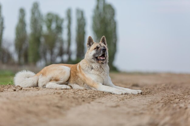 Un cane con un collare con su scritto akita