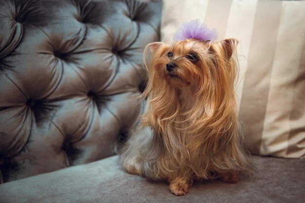 Un cane con un fiore viola in testa