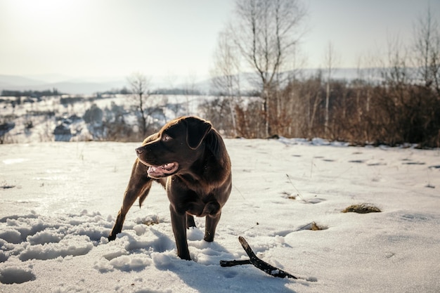 Un cane con un frisbee nella neve un Labrador