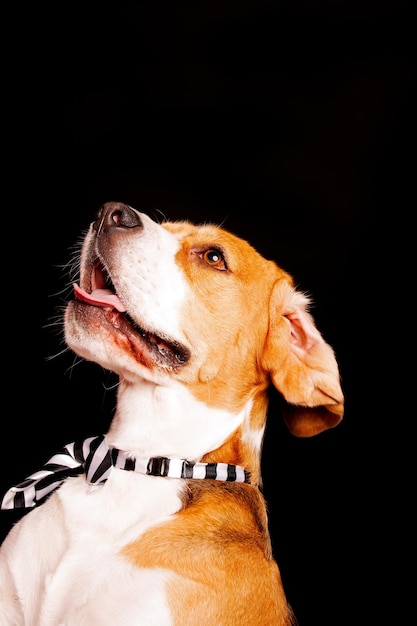 Un cane con una cravatta con sopra scritto "cane".