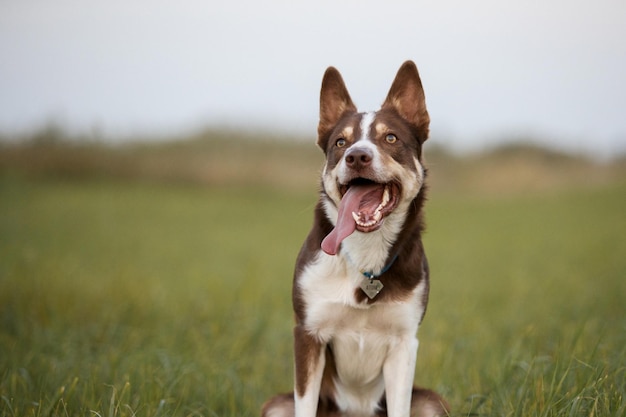 Un cane con una medaglietta sul collare siede in un campo