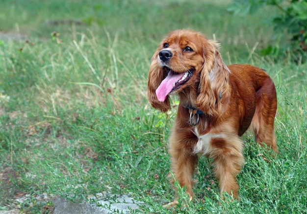 Un cane con una medaglietta sul collare