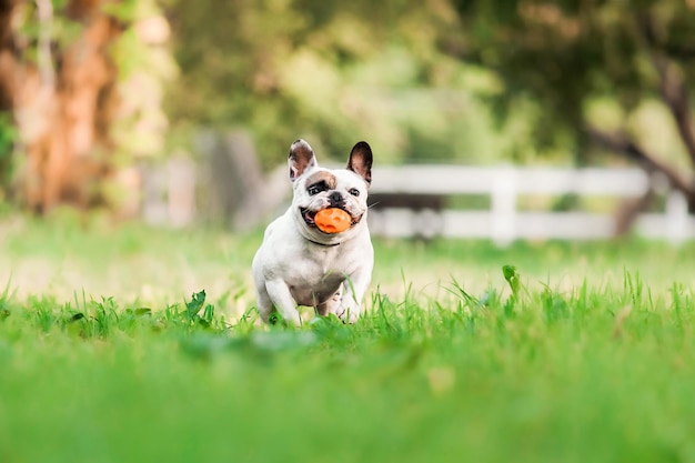 Un cane con una palla in bocca bulldog francese