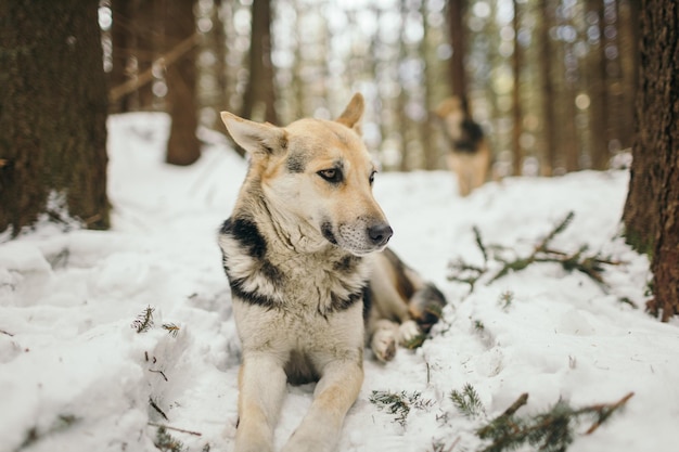 Un cane coperto di neve