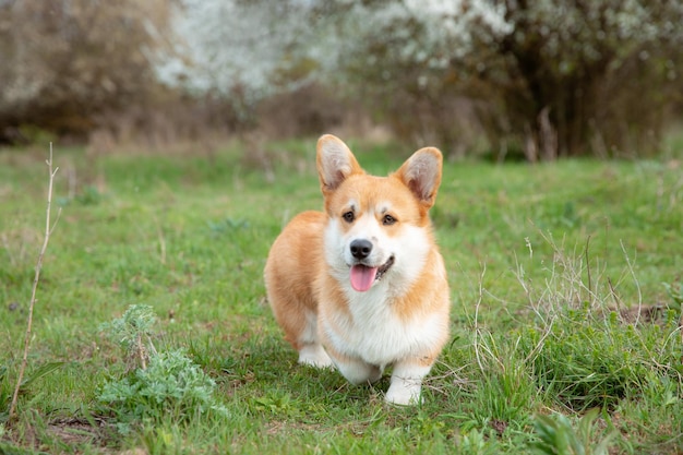 Un cane corgi gallese su una passeggiata primaverile nell'erba sembra