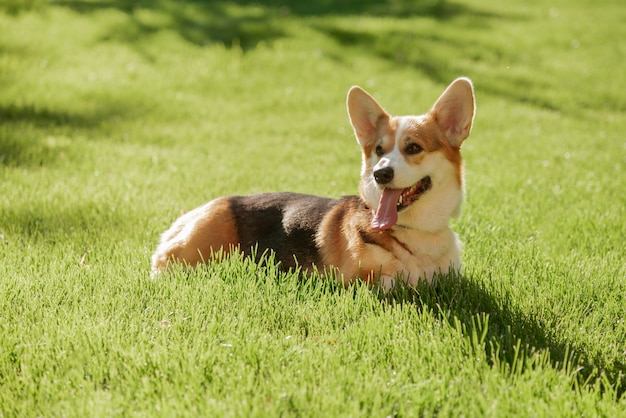 Un cane Corgi su uno sfondo di erba verde in una giornata di sole nel parco