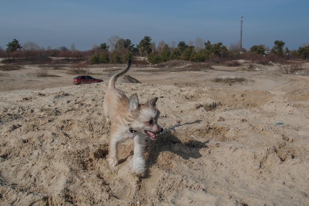 Un cane corre sulla sabbia