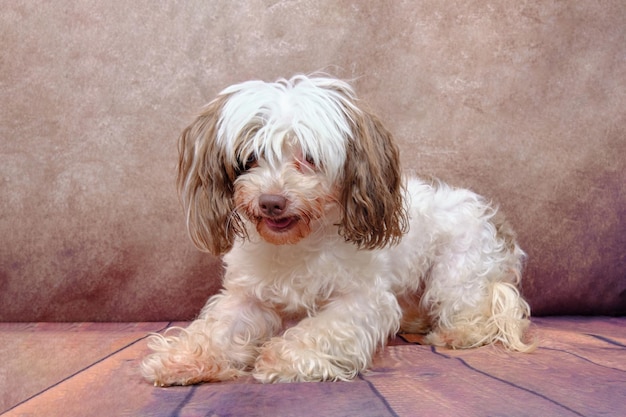 Un cane crestato cinese troppo cresciuto giace su uno sfondo vintage prima di un taglio di capelli nel salone