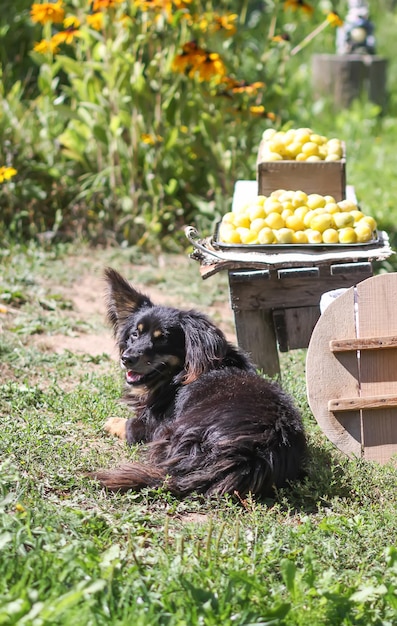 Un cane custodisce la raccolta delle prugne gialle all'aperto.