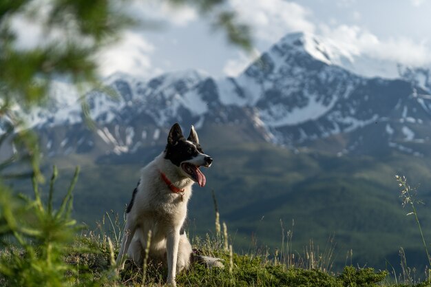 Un cane da caccia viaggia in montagna. Un cane bianco nero si siede su una collina sullo sfondo delle montagne