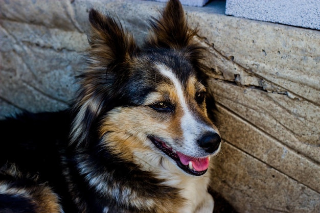 un cane da cortile di diversi colori ha un muso