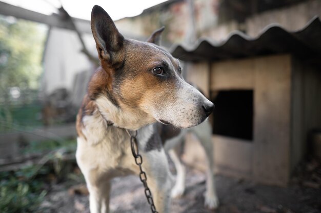 Un cane da guardia solitario e triste su una catena vicino a una cuccia all'aperto